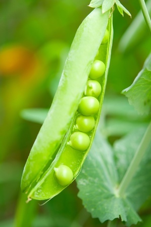 peas